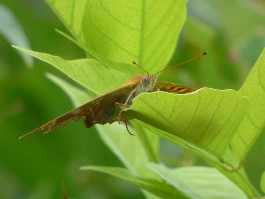 Argynnis paphia femmina? S